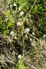 Micranthes sachalinensis