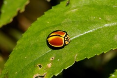 Australoneda bourgeoisi