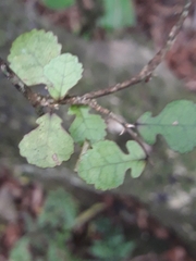 Streblus heterophyllus