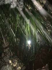 Phyllospadix scouleri