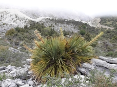 Aciphylla