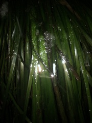 Phyllospadix scouleri