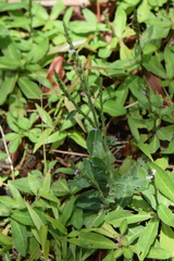 Pseudelephantopus spicatus