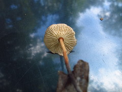Marasmius sullivantii