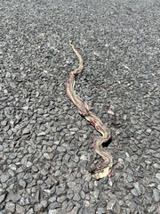 Psammophis notostictus