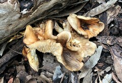 Omphalotus nidiformis