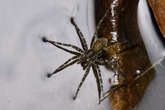 Dolomedes mizhoanus