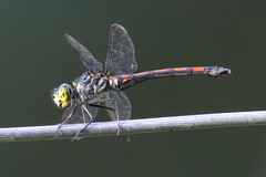 Agrionoptera insignis