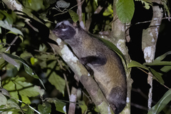 Paradoxurus philippinensis