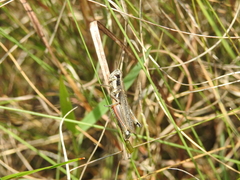 Paroxya atlantica