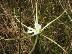 Hymenocallis palmeri