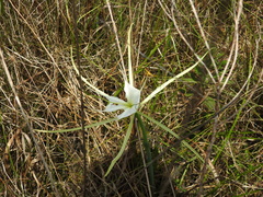 Hymenocallis palmeri