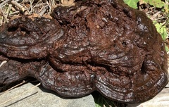 Ganoderma oregonense
