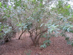 Cupaniopsis anacardioides