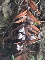 Taxodiomyia cupressi