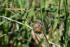 Phyciodes phaon phaon