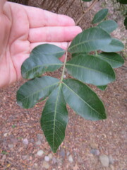 Cupaniopsis anacardioides