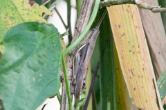 Stenocatantops splendens