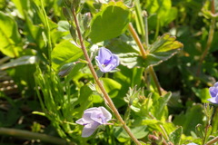 Veronica chamaedrys