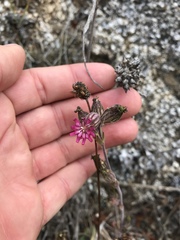 Silene scouleri scouleri