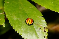 Australoneda bourgeoisi