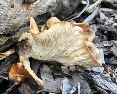 Omphalotus nidiformis