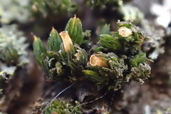 Orthotrichum