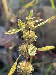 Chaiturus marrubiastrum