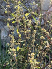 Chaiturus marrubiastrum