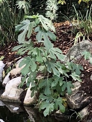 Ficus carica