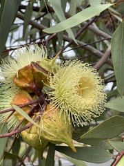Eucalyptus youngiana
