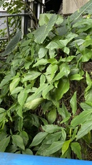 Syngonium