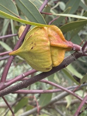 Eucalyptus youngiana