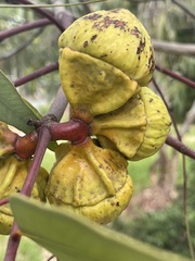 Eucalyptus youngiana