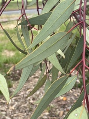 Eucalyptus youngiana