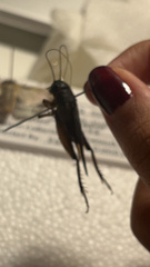 Gryllus texensis