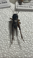 Gryllus texensis