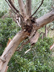 Eucalyptus youngiana