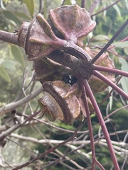 Eucalyptus youngiana