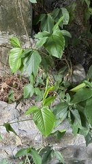 Syngonium