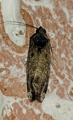 Magusa divaricata
