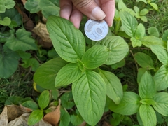 Spermacoce latifolia