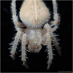 Eriophora edax