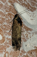 Magusa divaricata