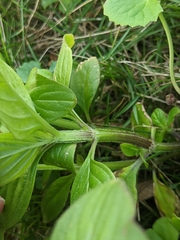 Spermacoce latifolia