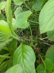 Spermacoce latifolia