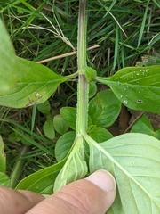 Spermacoce latifolia