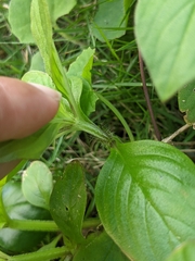 Spermacoce latifolia