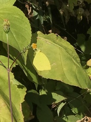 Eurema mandarina