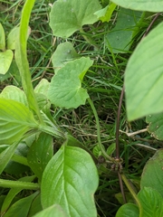 Spermacoce latifolia